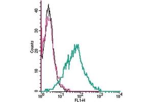 Cell surface detection of EAAT1 by indirect flow cytometry in live intact human MEG-01 megakaryocytic leukemia cells:  (black line) Cells.