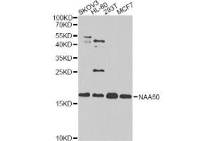 Western blot analysis of extracts of various cell lines, using NAA50 antibody. (NAA50 anticorps)