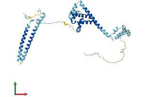 AlphaFold protein structure predicition of Human Recombinant CDC37 Protein, UniprotID Q16543