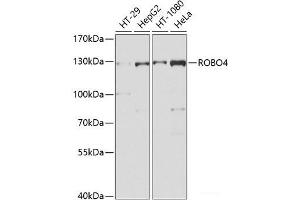 Western blot analysis of extracts of various cell lines using ROBO4 Polyclonal Antibody at dilution of 1:1000. (ROBO4 anticorps)