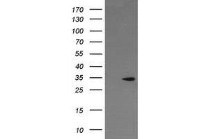 Image no. 2 for anti-Leucine-Rich Repeat-Containing G Protein-Coupled Receptor 6 (LGR6) (AA 25-250) antibody (ABIN1491277) (LGR6 anticorps  (AA 25-250))