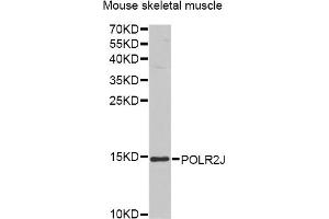Western blot analysis of extracts of mouse skeletal muscle, using POLR2J antibody. (POLR2J anticorps)