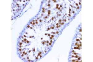 IHC-P: MCAK antibody testing of rat testis tissue (KIF2C anticorps  (AA 531-725))
