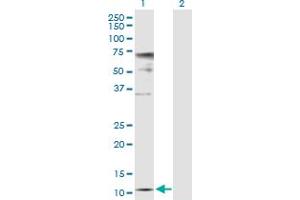 Western Blot analysis of ZNRD1 expression in transfected 293T cell line by ZNRD1 MaxPab polyclonal antibody. (ZNRD1 anticorps  (AA 1-126))