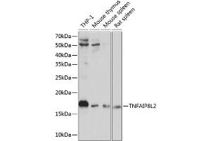 Western blot analysis of extracts of various cell lines, using TNFL2 Polyclonal Antibody (ABIN6133093, ABIN6149298, ABIN6149299 and ABIN6217788) at 1:1000 dilution. (TNFAIP8L2 anticorps  (AA 1-184))