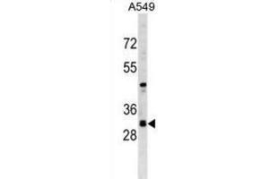 Western Blotting (WB) image for anti-Ras Association (RalGDS/AF-6) Domain Family Member 3 (RASSF3) antibody (ABIN2999748) (RASSF3 anticorps)