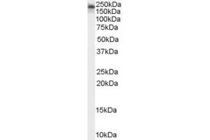 Western Blotting (WB) image for anti-Kalirin, RhoGEF Kinase (KALRN) (AA 1650-1663) antibody (ABIN291762) (KALRN anticorps  (AA 1650-1663))