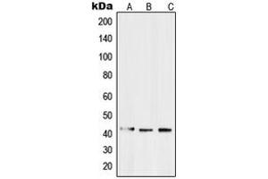 Western blot analysis of EDG3 expression in SW480 (A), Caco2 (B), HepG2 (C) whole cell lysates. (S1PR3 anticorps  (N-Term))