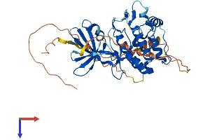 AlphaFold protein structure predicition of Human Recombinant TRIB1 Protein, UniprotID Q96RU8