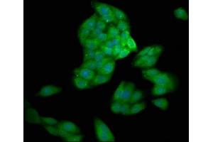 Immunofluorescence staining of HepG2 cells with ABIN7146933 at 1:200, counter-stained with DAPI. (Caspase 1 anticorps  (AA 220-415))