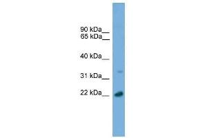 AP3S1 antibody used at 0.