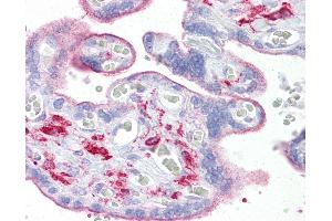 Anti-OGFOD1 antibody IHC of human placenta. (OGFOD1 anticorps  (C-Term))