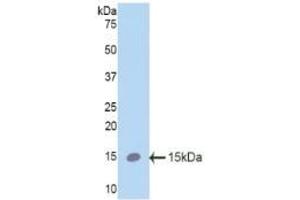 Detection of Recombinant SPC, Mouse using Polyclonal Antibody to Surfactant Protein C (SP-C) (Surfactant Protein C anticorps  (AA 94-193))