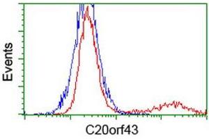 HEK293T cells transfected with either RC201652 overexpress plasmid (Red) or empty vector control plasmid (Blue) were immunostained by anti-C20orf43 antibody (ABIN2454252), and then analyzed by flow cytometry. (C20orf43 anticorps)
