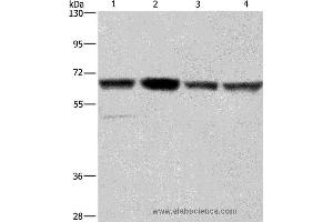 Western blot analysis of Hela, Jurkat, K562 and HUVEC cell, using GLYR1 Polyclonal Antibody at dilution of 1:350 (GLYR1 anticorps)