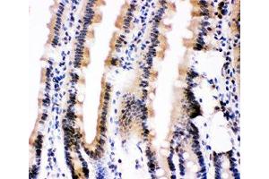 IHC-P: Ubiquitin antibody testing of mouse intestine tissue (Ubiquitin anticorps  (AA 77-152))