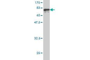 Western Blot detection against Immunogen (80.