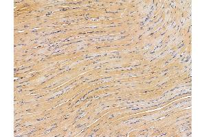 ABIN6264298 and ABIN6279665 at 1/100 staining rat muscle tissue by IHC-P. (PLD3 anticorps  (C-Term))