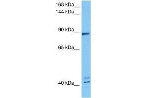 Host:  Mouse  Target Name:  MED16  Sample Tissue:  Mouse Pancreas  Antibody Dilution:  1ug/ml