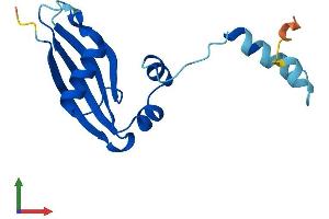 AlphaFold protein structure predicition of Mouse Recombinant Rps24 Protein, UniprotID P62849
