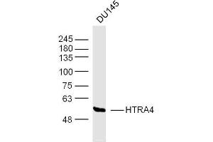 DU145 lysates probed with HTRA4 Polyclonal Antibody, Unconjugated  at 1:300 dilution and 4˚C overnight incubation. (HTRA4 anticorps  (AA 251-350))