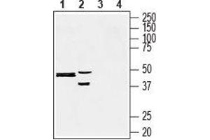 Western blot analysis of human liver carcinoma HepG2 (lanes 1 and 3) and rat pheochromocytoma PC12 (lanes 2 and 4) cell lysates: - 1, 2. (Presenilin 2 anticorps  (Intracellular, N-Term))