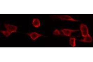 ABIN6272407 staining 293 by IF/ICC. (RAB11FIP4 anticorps  (Internal Region))