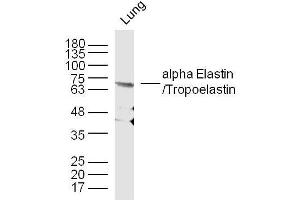 Western Blotting (WB) image for anti-Elastin (ELN) (AA 681-786) antibody (ABIN734003)