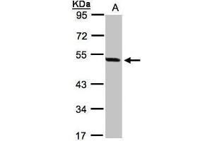 WB Image Sample(30 ug whole cell lysate) A:293T 10% SDS PAGE antibody diluted at 1:1000 (PAX8 anticorps)