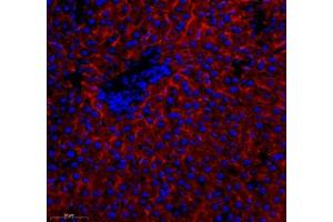 Immunofluorescence of paraffin embedded rat liver using CA14 (ABIN7073665) at dilution of 1: 1000 (400x lens)
