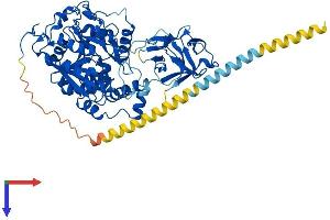 AlphaFold protein structure predicition of Mouse Recombinant Galnt3 Protein, UniprotID P70419