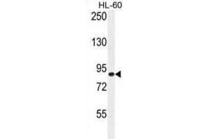 Western Blotting (WB) image for anti-Doublecortin Domain Containing 5 (DCDC5) antibody (ABIN2996229) (DCDC5 anticorps)