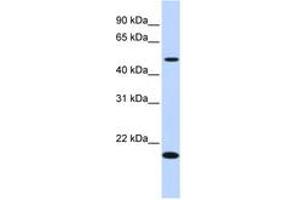 Image no. 1 for anti-Zinc Finger Protein 493 (ZNF493) (N-Term) antibody (ABIN6741148) (ZNF493 anticorps  (N-Term))