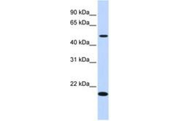 ZNF493 抗体  (N-Term)