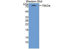 Western blot analysis of recombinant Human ATP2A2. (ATP2A2 anticorps  (AA 315-756))