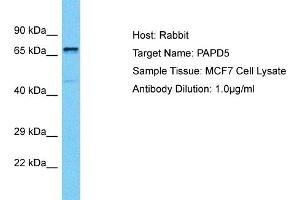 Host: Rabbit Target Name: PAPD5 Sample Tissue: Human MCF7 Whole Cell Antibody Dilution: 1ug/ml