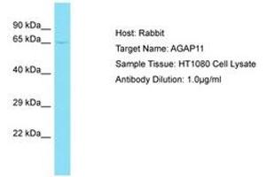 AGAP11 antibody  (AA 80-129)