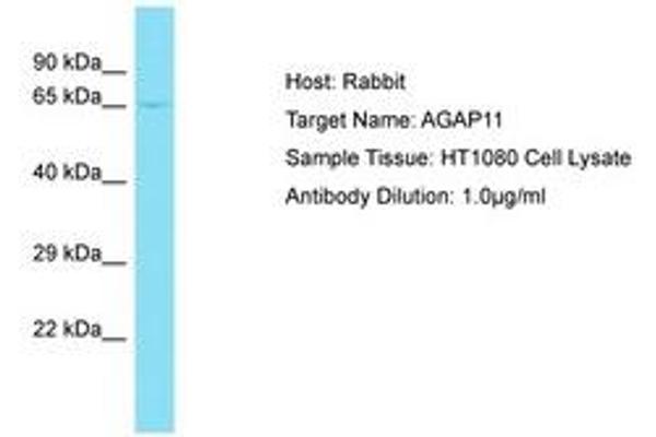AGAP11 antibody  (AA 80-129)
