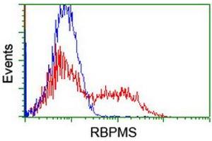 Image no. 2 for anti-RNA Binding Protein with Multiple Splicing (RBPMS) antibody (ABIN1500643) (RBPMS anticorps)
