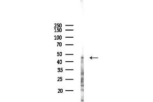anti-Myeloid Cell Nuclear Differentiation Antigen (MNDA) (Internal Region) antibody