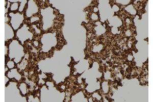 ABIN6273466 at 1/100 staining Mouse lung tissue by IHC-P. (CENPT anticorps  (Internal Region))