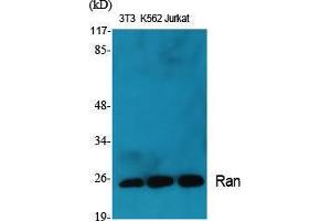 Western Blotting (WB) image for anti-RAN, Member RAS Oncogene Family (RAN) (C-Term) antibody (ABIN3177139) (RAN anticorps  (C-Term))
