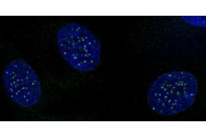 CENP-A phospho Ser18 antibody (pAb) tested by immunofluorescence. (CENPA anticorps  (pSer16))