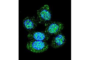 Confocal immunofluorescent analysis of ACP1 Antibody (N-term) (ABIN653360 and ABIN2842836) with Hela cell followed by Alexa Fluor 488-conjugated goat anti-rabbit lgG (green). (ACP1 anticorps  (N-Term))