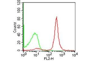 Flow Cytometry - Rat anti-MOUSE CD19 PE Cell Surface Flow Cytometry of Rat anti-MOUSE CD19 antibody Phycoerythrin conjugated.