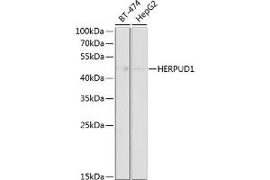 Western blot analysis of extracts of various cell lines, using HERPUD1 antibody (ABIN6130838, ABIN6141721, ABIN6141723 and ABIN6218339) at 1:1000 dilution.