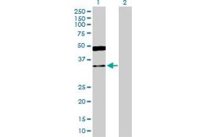 Western Blot analysis of GRHPR expression in transfected 293T cell line by GRHPR MaxPab polyclonal antibody. (GRHPR anticorps  (AA 1-328))