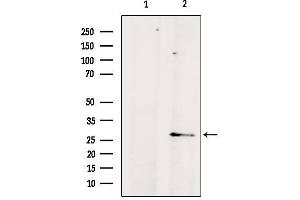 Western blot analysis of extracts from mouse brain, using AQP8 Antibody. (Aquaporin 8 anticorps  (N-Term))