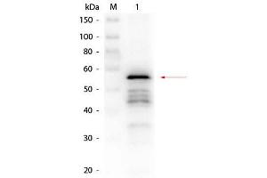 Western Blot of Rabbit anti-Aldehyde Dehydrogenase (yeast) Antibody.