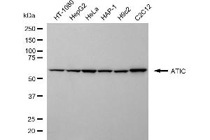 Western blotting analysis using ATIC antibody (ABIN7797424).